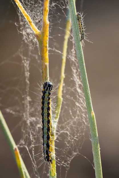 Caterpillars Climbing on Stems – Free Stock Photos for Download