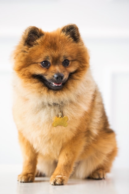 Cute Spitz – Download Free Stock Photo