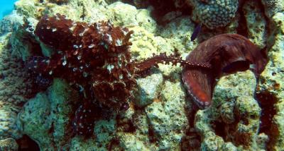 Octopuses Mating on Coral Reef in Eilat, Israel – Free Stock Photo for Download