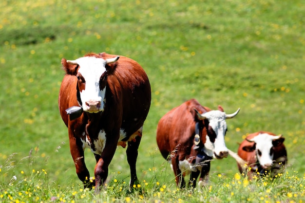 Alpine Mountain Landscape with Cows in Spring – Free Download