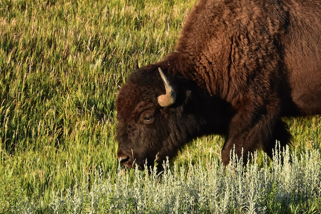 A Bison Walking Through Tall Wild Grasses in South Dakota Prairie – Free Stock Photo for Download