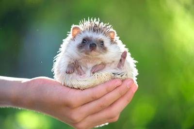 Domestic Animals and Pet Care: Human Hands Holding a Little African Hedgehog Outdoors on a Summer Day – Free Stock Photo for Download