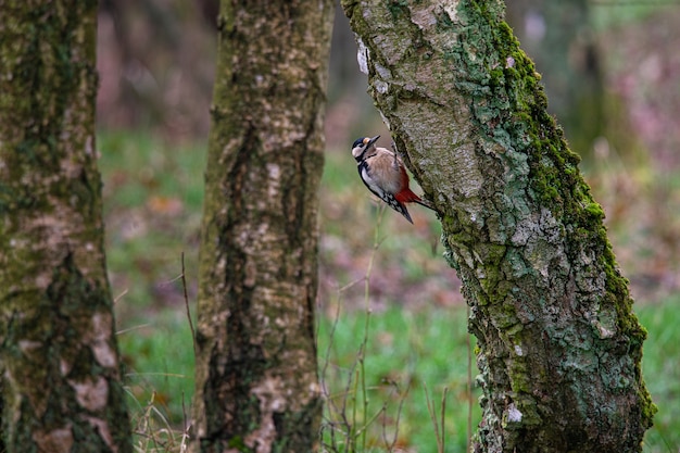 Bird on Tree Surface Surrounded by Lush Foliage – Free Download