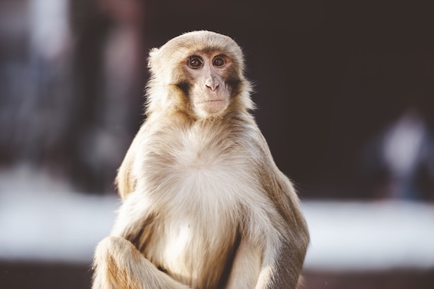 Closeup Shot of a Monkey Sitting Outdoors – Free Download