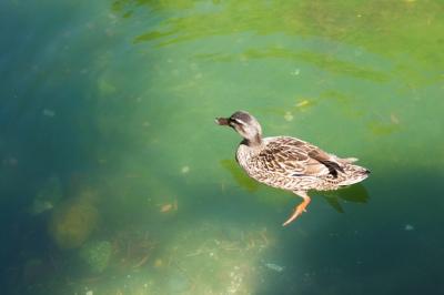Duck Swimming in a Serene Green Pond – Free Download