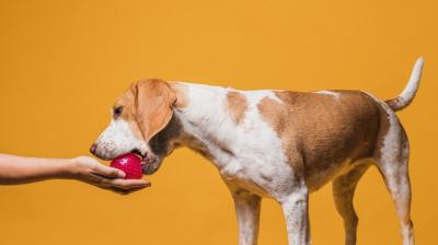 Lovely Dog Grabbing a Ball from a Hand – Free Stock Photo Download