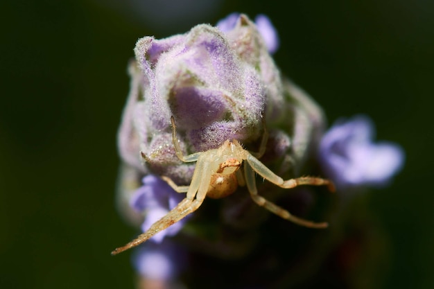 Macro Photography of a Spider on a Flowering Plant – Free Stock Photo for Download