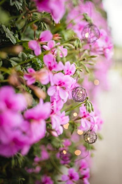 Purple Flowering Plant – Free Download