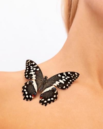 Beautiful Butterfly Close-up on Shoulder – Free Download