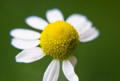 Close-up of Daisy with Few Petals – Free Download