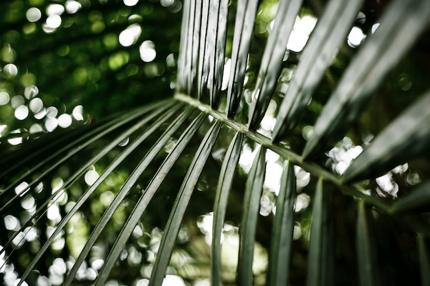 Closeup of a Green Leaf Against a Blurred Background – Free Stock Photo for Download