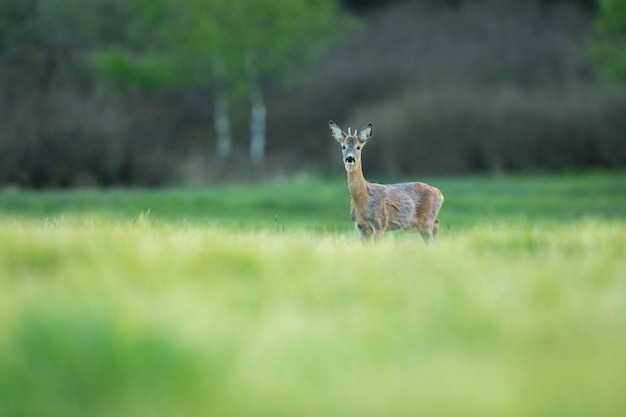 Roe Deer in Magical Nature: Beautiful European Wildlife in Natural Habitat – Free Download