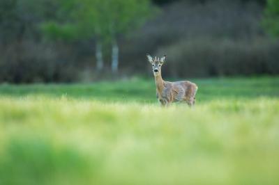 Roe Deer in Magical Nature: Beautiful European Wildlife in Natural Habitat – Free Download