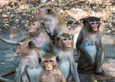 Monkeys: Tropical Mammal Nature Scenes – Free Download