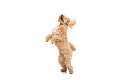 Beautiful Golden Maltipoo Dog Posing Isolated on White Background – Free Stock Photo for Download