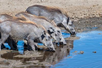 African Common Warthogs Drinking Water on a Grassy Plain – Free Download