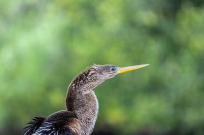 Bird in Everglades – Free Stock Photo for Download