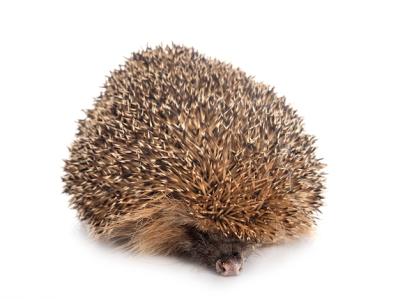 European Hedgehog on White Wall – Free Stock Photo for Download