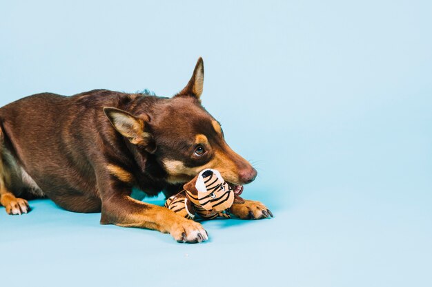 Dog with Toy – Free Stock Photo for Download