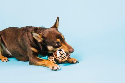 Dog with Toy – Free Stock Photo for Download