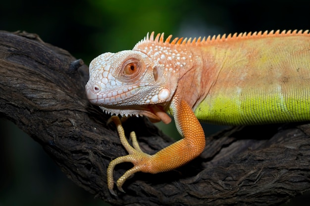 Close-up of Orange Iguana on Branch – Free Stock Photo, Download for Free
