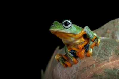 Javan Tree Frog Closeup on Branch – Free Stock Photo for Download
