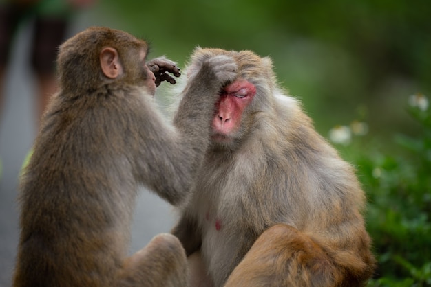Two Monkeys Cleaning Each Other – Free Stock Photo for Download