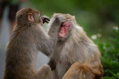 Two Monkeys Cleaning Each Other – Free Stock Photo for Download