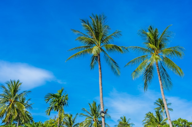 Beautiful Coconut Palm Tree Against a Blue Sky – Free Download