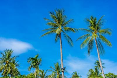 Beautiful Coconut Palm Tree Against a Blue Sky – Free Download