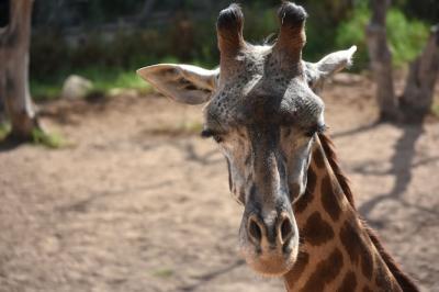 Nubian Giraffe Closing Its Eyes – Free Stock Photo Download