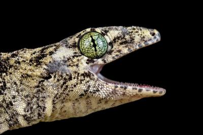 Closeup Head of Vorax Gecko or Giant Halmaheran Gecko – Free Stock Photo for Download