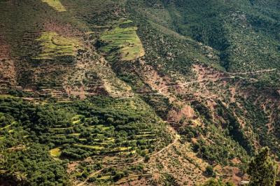 Mountains Covered with Trees and Vegetation – Free Download