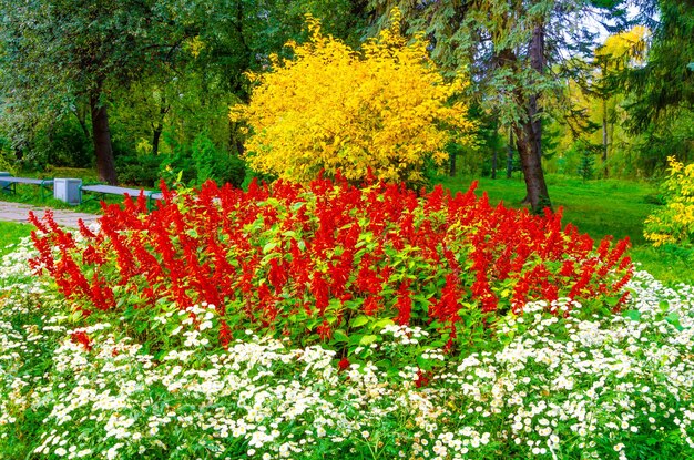 Scarlet Salvia Flowers in a Summer Garden – Free Stock Photo, Download for Free