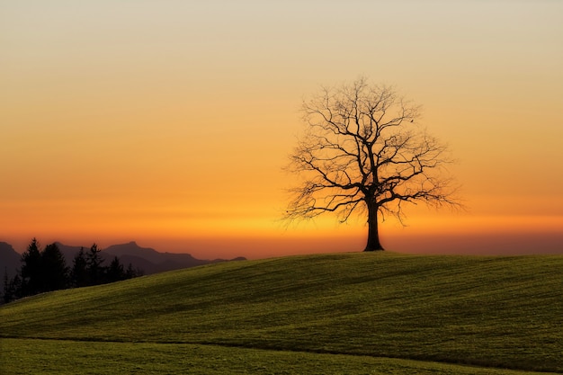 Bare Tree at Sunset – Free Stock Photo for Download