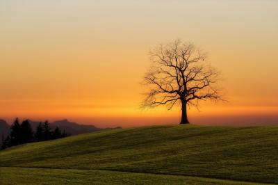 Bare Tree at Sunset – Free Stock Photo for Download