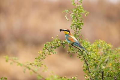 European Bee-eater in Stunning South Moravian Vineyards – Free Stock Photo for Download