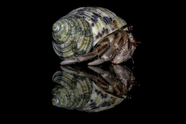 Closeup of Hermit Crabs on a Black Background – Free Stock Photo, Download Free