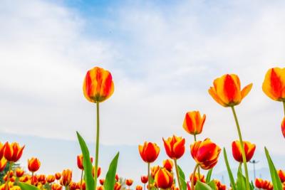 Beautiful Bouquet of Tulips in Spring Season – Free Download