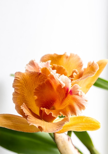 Thai Orchid Macro Photography with Blurred Background – Free Download