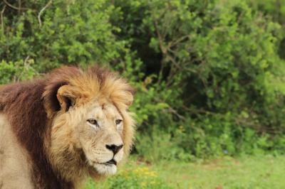 Furry Lion Roaming in Addo Elephant National Park – Free Download