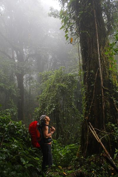 Hiker in Mountain Forest – Free Stock Photo, Download for Free