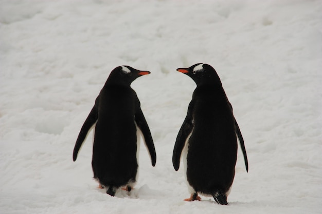 High Angle View of Penguin on Snow – Free Stock Photo for Download