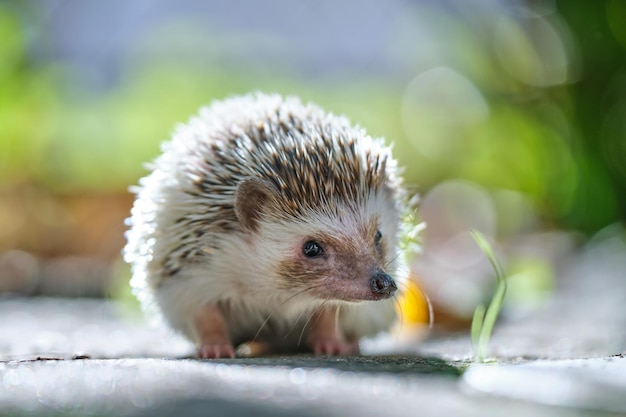 Small African Hedgehog Pet on Green Grass Outdoors – Free Stock Photo, Download for Free