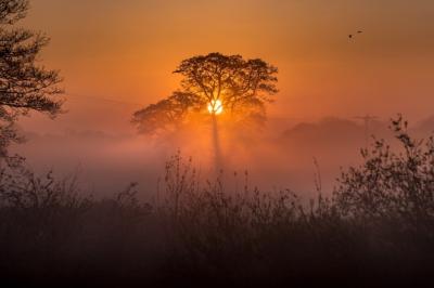 Amazing Forest at Sunset – Download Free Stock Photo