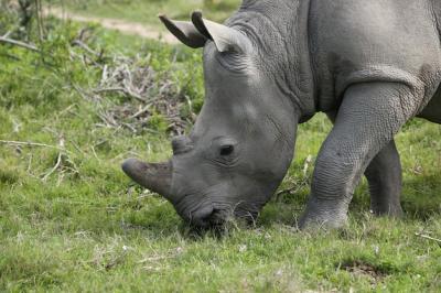 Magnificent Rhinoceros Grazing in Lush Green Forest Fields – Free to Download