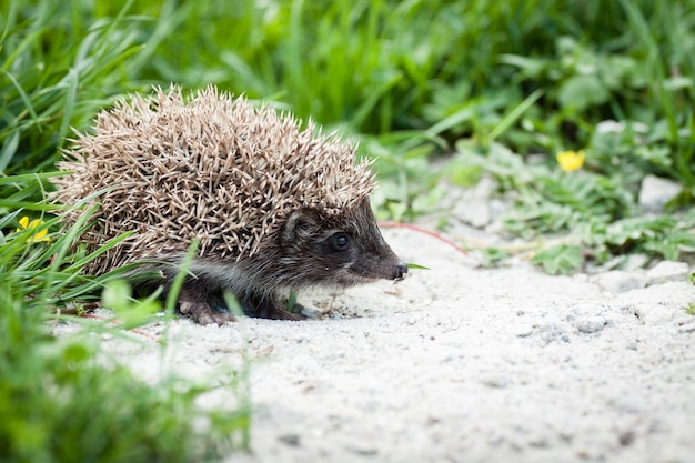 Small Hedgehog (Erinaceus Europaeus) Walking in Backyard Garden Searching for Food – Free Stock Photo, Download for Free