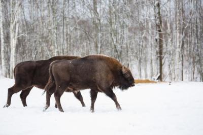 Large Brown Bisons Running in Winter Forest – Free Download