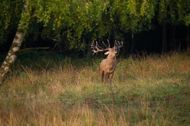 Red Deer in Green Habitat During Rut – Free Stock Photo, Download Free