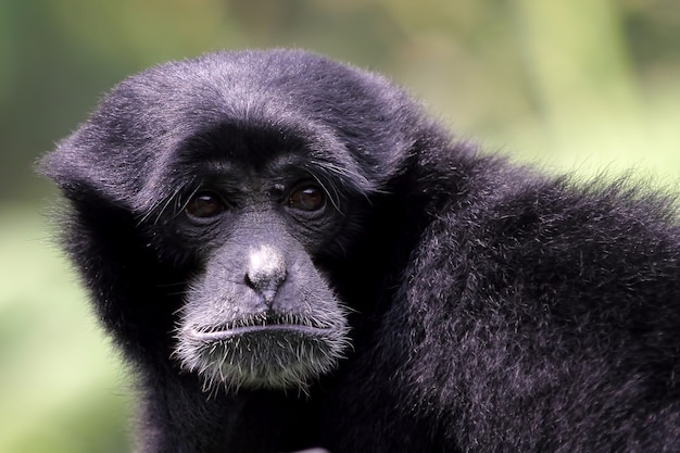 Singe Gibbons Holding Their Baby – Close-Up Animal Photography for Free Download